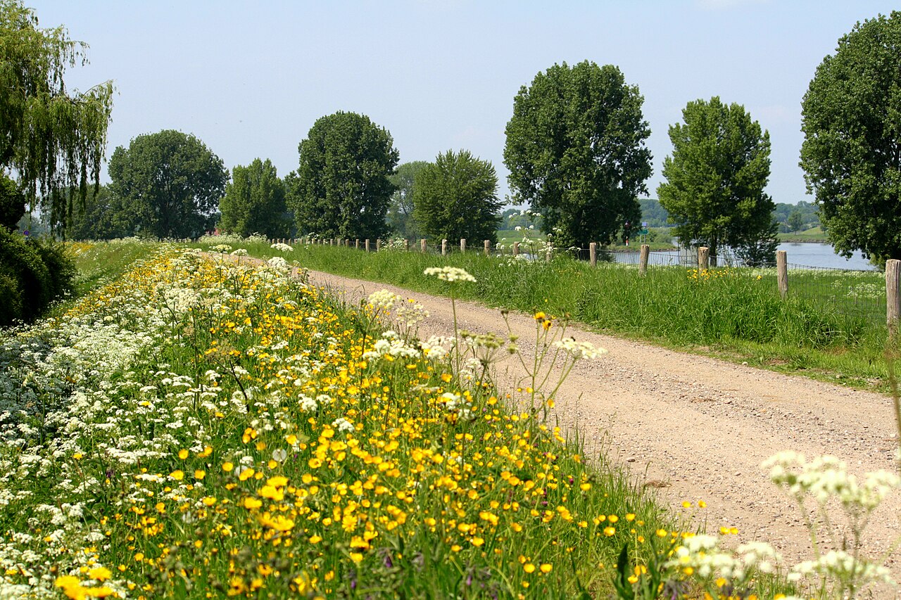 Bloeiende Maasdijk en uiterwaarden bij Katwijk
